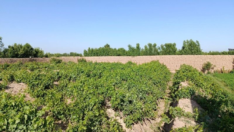 A garden shop area: 3350 meters Location: Injil District, Nobadam village, one kilometer from the public road, distance from the road, facilities: solar system, deep well, two rooms and six garden channels, price: 20 lakhs, suitable.