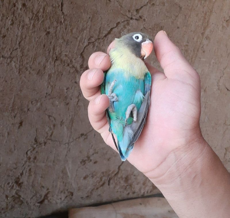 Brazilian male parrot singing
