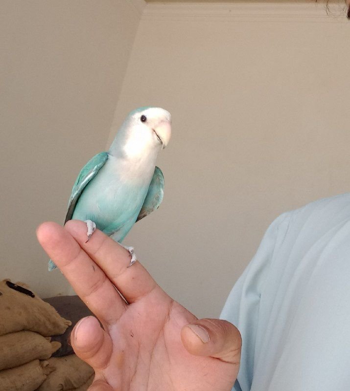 Brazilian parrot, the same parrot, full of rum, hand-talking, singing, whistling, price 1250, contact number 0784765987