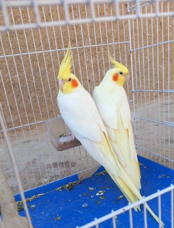 aros hlndi jorh nr madh skhngo hrf miznh aoz mikhonh to shrt and zmant jft bodn that htmaً jft hstnd kar dadh if jft nbodn adrs khanh midm mi tonid ps biarid price jorh 2600 number contact 0784765987 0793590767